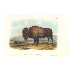 1851 Audubon Quadruped Octavo Lithograph "Plate 56 American Bison or Buffalo"