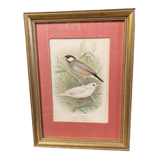 Late 19th Century "Java Sparrow" Bird Engraving by JW Frohawk, Framed Reproduction For Sale