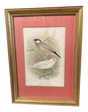 Late 19th Century "Java Sparrow" Bird Engraving by JW Frohawk, Framed Reproduction