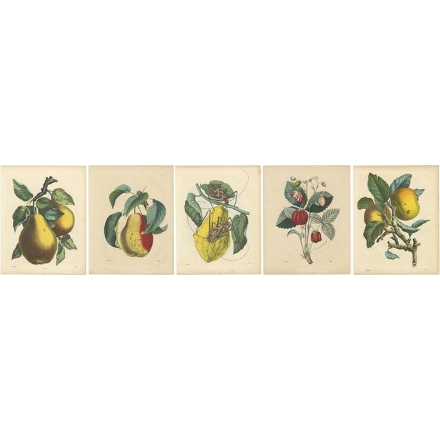 Pears, Strawberry, Apple with Insects, 1850s, Prints, Set of 5 For Sale - Image 7 of 10