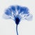 Contemporary Abstract Blue Botanical Limited Edition Fine Art Print No. 5 | Organic Modern For Sale - Image 3 of 3