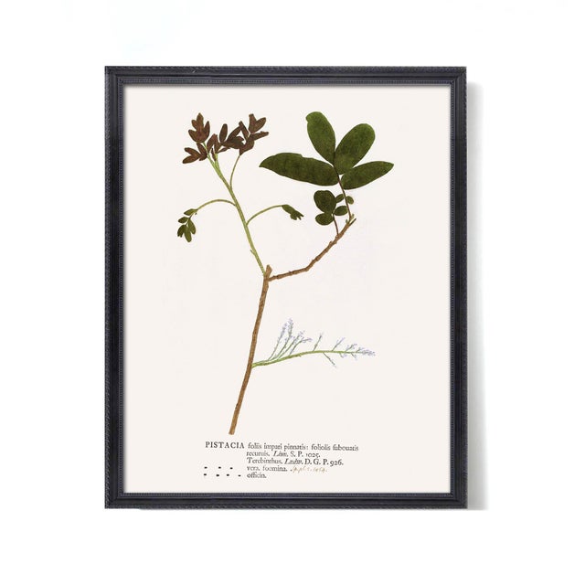 Antique Botanical Set in Oxblood - Set of 8 16" X 20" For Sale - Image 12 of 15