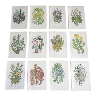 Antique 19th Century Botanical Lithographs - Set of 12 For Sale