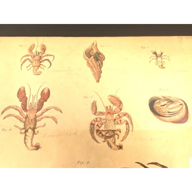Group of Four Crustaceans Studies 1793 by f.d. Heidenreich For Sale - Image 16 of 18