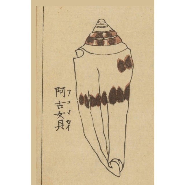 A captivating study of vintage Japanese seashells reproduced from a 19th-century woodblock print in Banshō Shashin Zufu, a...