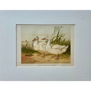 White Aylesbury Ducks by Harrison Weir, 1860 For Sale