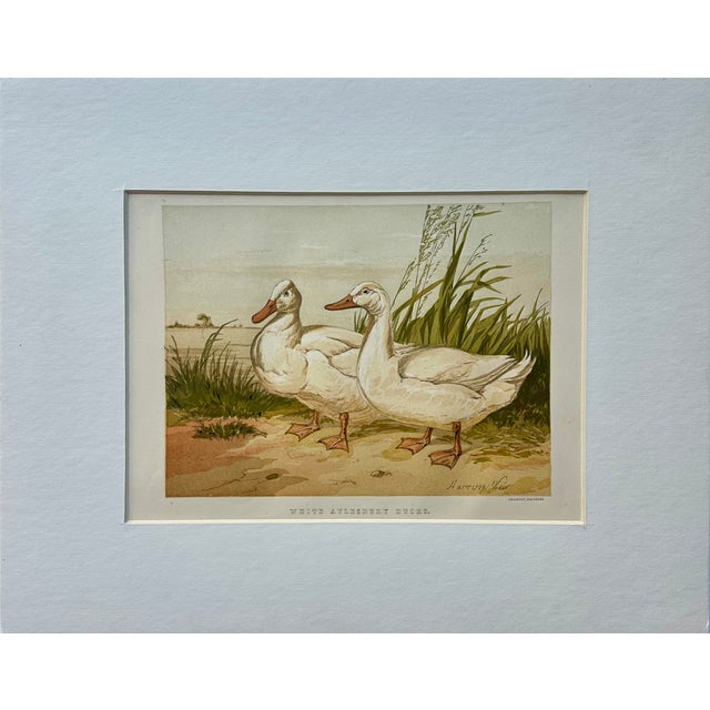 White Aylesbury Ducks by Harrison Weir, 1860 For Sale