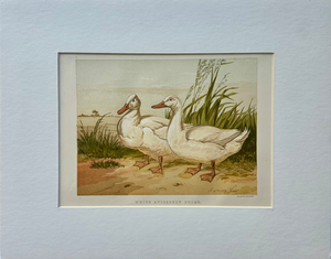 White Aylesbury Ducks by Harrison Weir, 1860