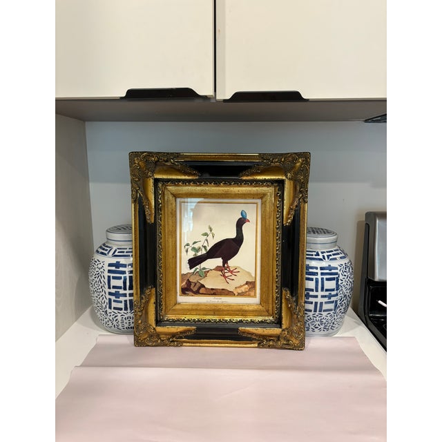 French Vintage French Natural History Scientific Bird Reproduction Print Art & Gilded Wood Frame For Sale - Image 3 of 11