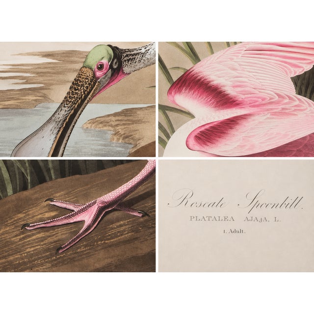 1980s The Abbeville Press Edition of the Roseate Spoonbill (Plate 321) From the Birds of America by John James Audubon For Sale In Greenville, SC - Image 6 of 6