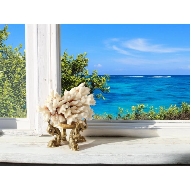 Midcentury Coral on Brass Dolphin Stand For Sale - Image 4 of 4