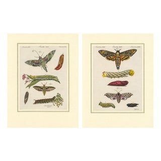 Bertuch, Hawk Moth Life Cycle, 1810, Engravings, Set of 2 For Sale