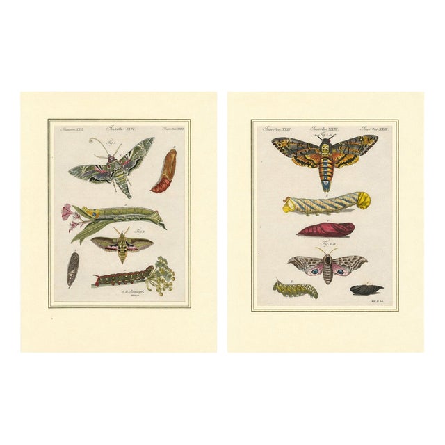 Bertuch, Hawk Moth Life Cycle, 1810, Engravings, Set of 2 For Sale