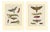 Bertuch, Hawk Moth Life Cycle, 1810, Engravings, Set of 2 For Sale
