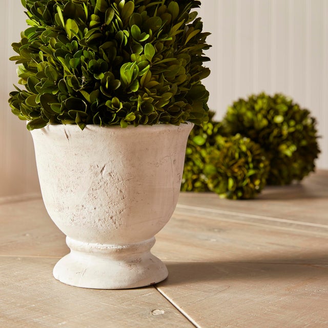 Early 21st Century Boxwood Cone Topiary In Pot For Sale - Image 5 of 5