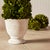 Early 21st Century Boxwood Cone Topiary In Pot For Sale - Image 5 of 5