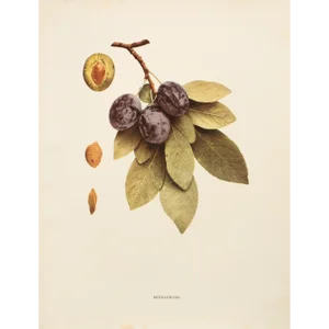 1900s U. P. Hedrick, Original Antique Photogravure of Middleburg Plums
