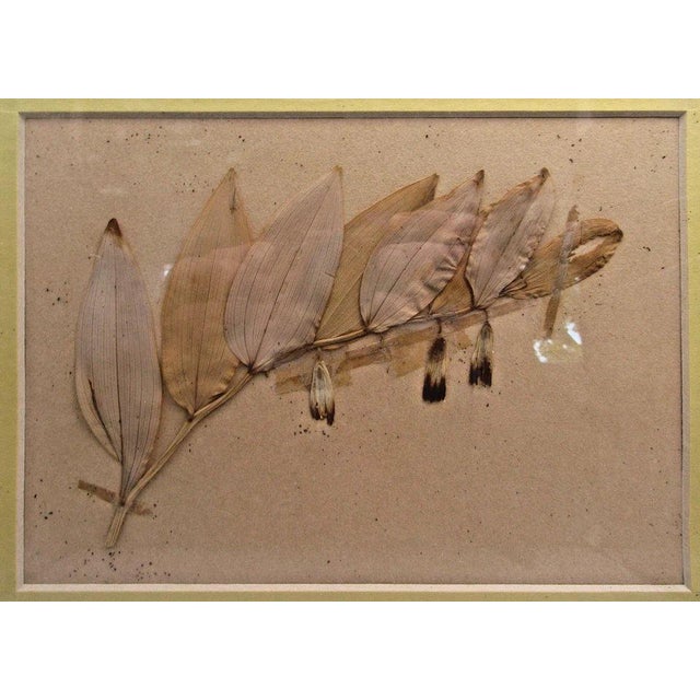 1939 Pressed Framed Swedish Herbaria with Nomenclature Label Measures 12 1/4" wide, 7/8" deep and 10 1/8" tall. The framed...