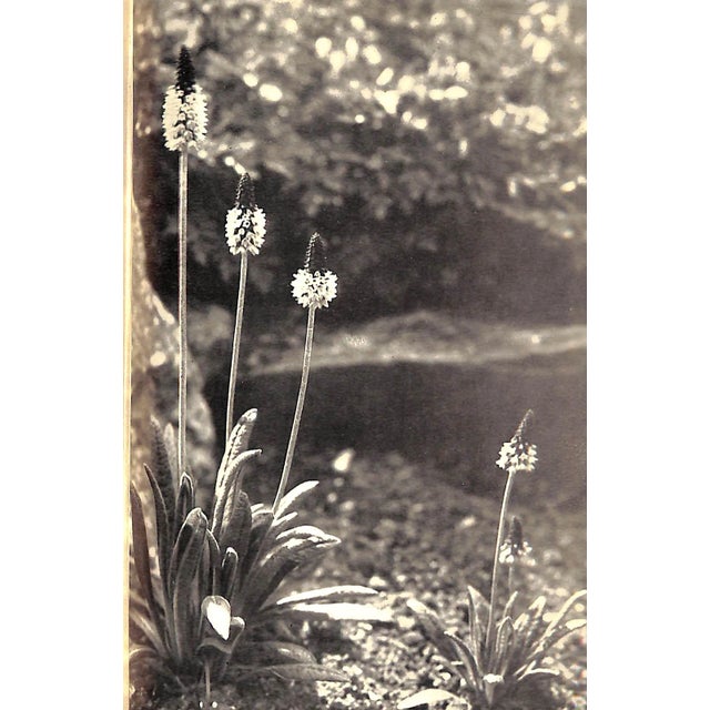 "In Your Garden" 1952 Sackville-West, Vita For Sale - Image 11 of 11