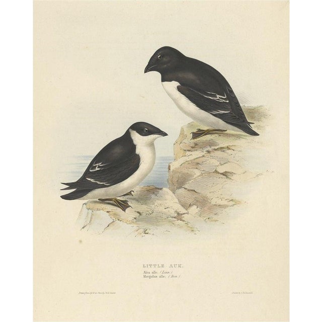 Early 19th Century Gould, Little Auk, 1832, Paper For Sale - Image 5 of 5