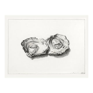 Two Opened Oysters (1824) by Jean Bernard, Natural History Shell Study Art Print Reproduction, 24" × 18" For Sale