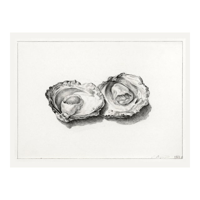 Two Opened Oysters (1824) by Jean Bernard, Natural History Shell Study Art Print Reproduction, 24" × 18" For Sale