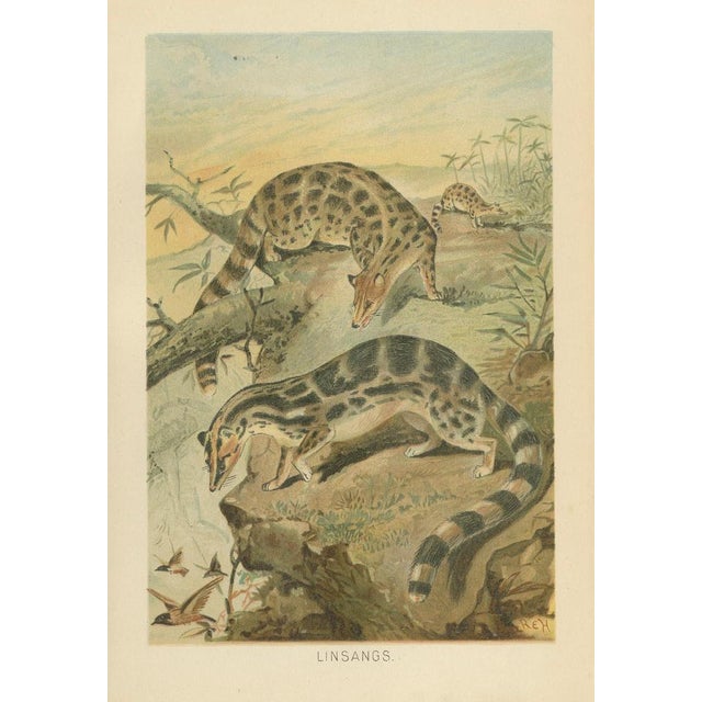 Antique Victorian Asian Mammal Print, 1894 For Sale - Image 3 of 9