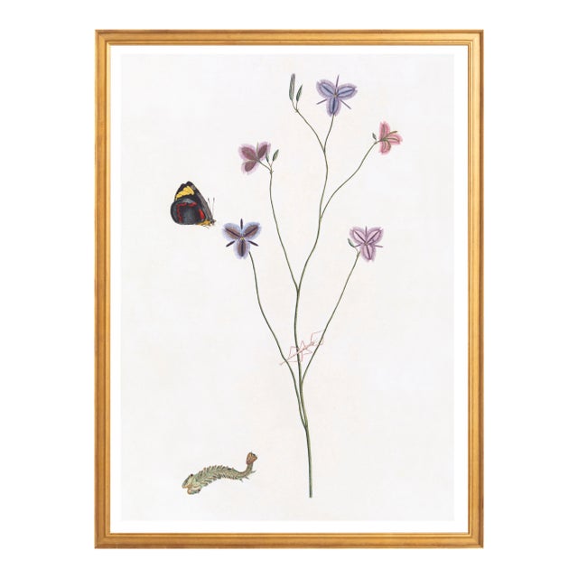 Illustration Celerie Kemble Curated Australian Botanical II (16x20) in Gold Frame For Sale - Image 3 of 4