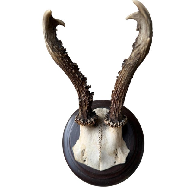 Roe deer trophy mounted on wood plaque. Unusual curly antlers 1900 circa