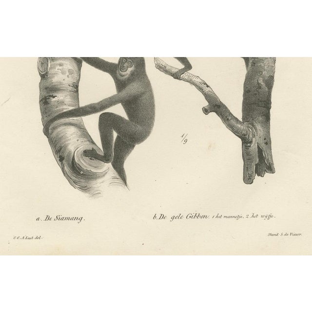C. Last, Orangutan, Chimpanzee, Siamang & Gibbons, Lithographs, 1836, Set of 2 For Sale - Image 4 of 9