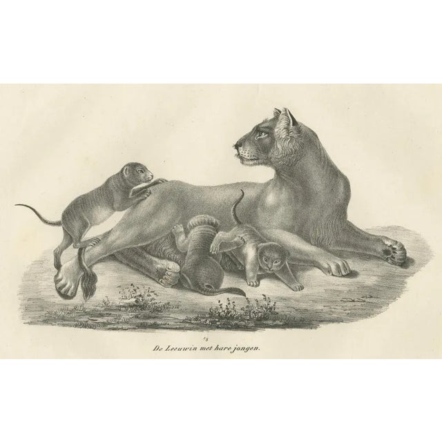 19th-century lithograph of a lioness with her playful cubs in the wild this tender 19th-century lithograph beautifully...