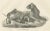 19th-century lithograph of a lioness with her playful cubs in the wild this tender 19th-century lithograph beautifully...