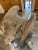 Carved Spread Wing Eagle Sculpture, Early 20th Century For Sale - Image 6 of 8