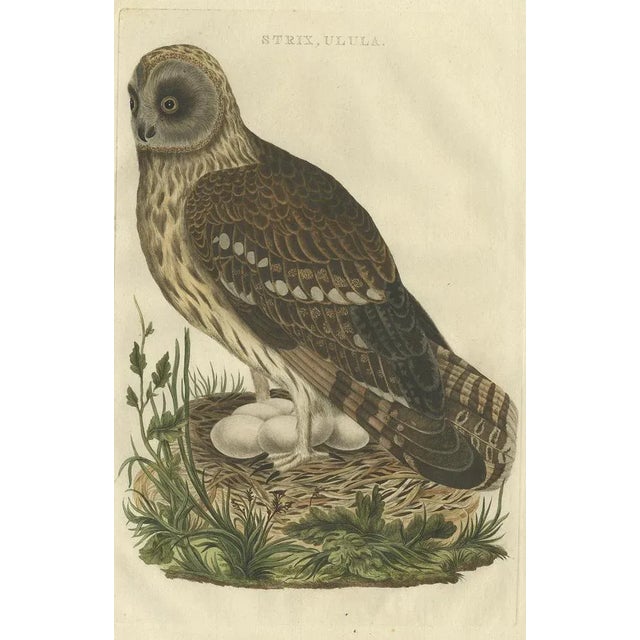 Antique print titled 'strix, ulula'. Strix is a genus of owls in the typical owl family (strigidae), one of the two...