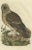 Antique print titled 'strix, ulula'. Strix is a genus of owls in the typical owl family (strigidae), one of the two...