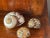 3 Splendid polished brown with mother of pearl sea shells. Great coastal home decor.