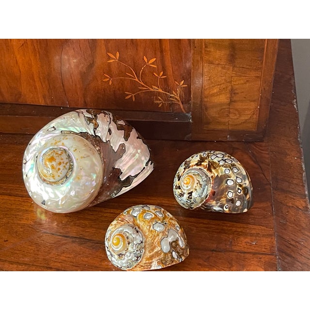 3 Splendid polished brown with mother of pearl sea shells. Great coastal home decor.