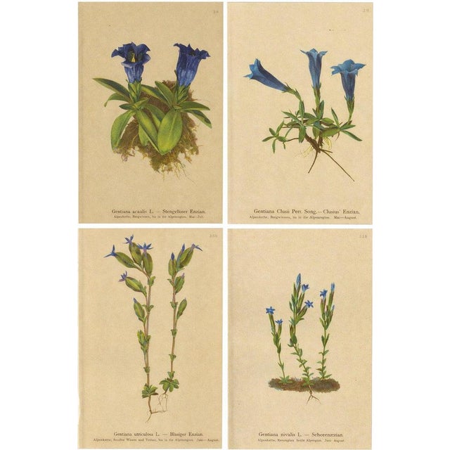 Alpine Gentian Botanical Illustrations, 1897, Set of 4 For Sale - Image 9 of 9