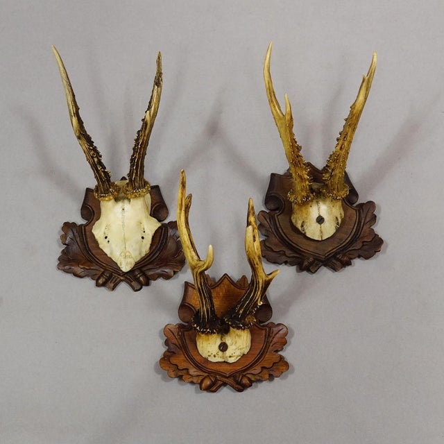Antique Set of Black Forest Roe Deer Trophies, Germany Ca. 1890s/1900s For Sale - Image 4 of 10