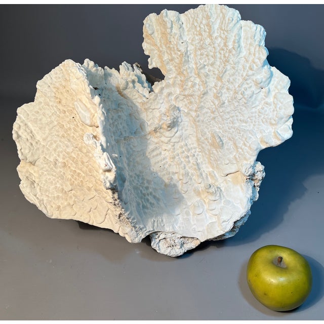 Shell 15" White Ridge Coral Farmed Merulina Lettuce Coastal Decor For Sale - Image 7 of 7