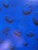 Yves Klein After (1928-1962), Fa, (Re31), 1960, Copyright the Estate of Yves Klein C/O Adagp, Paris, Printed in Denmark For Sale - Image 10 of 10