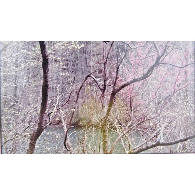 1990s Art Wolfe Photograph Print of Cherry Blossoms Matted and Framed For Sale - Image 4 of 6