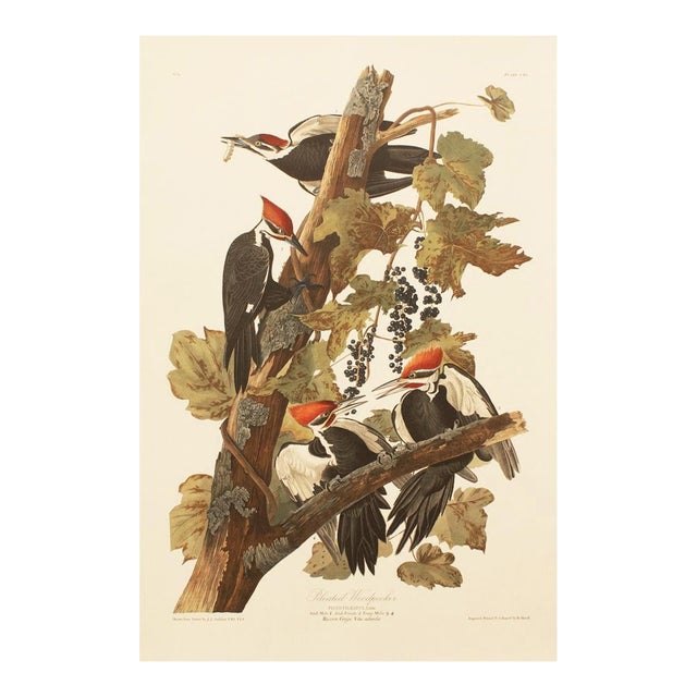 1990s Pileated Woodpecker After Audubon, Large Cottage Print For Sale