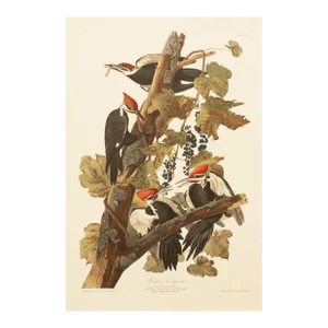 1990s Pileated Woodpecker After Audubon, Large Cottage Print