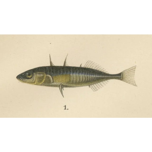 Sticklebacks and Pipefish, 1895, Print For Sale - Image 6 of 10