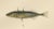 Sticklebacks and Pipefish, 1895, Print For Sale - Image 6 of 10