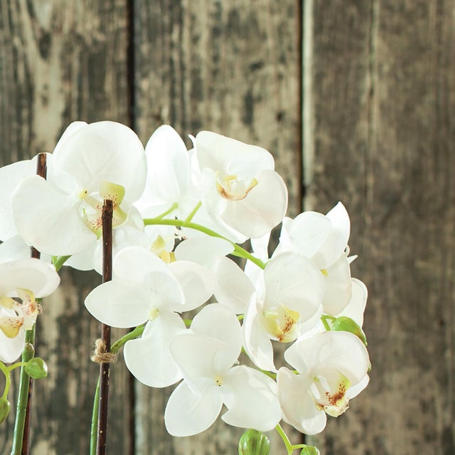 Kenneth Ludwig Chicago Phalaenopsis Orchid Drop-In 23" For Sale - Image 4 of 5