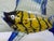 Late 20th Century Handblown Art Glass Tropical Fish Sculpture With Gold Aventurine Inclusions, Cobalt Blue & Yellow For Sale In Orlando - Image 6 of 10