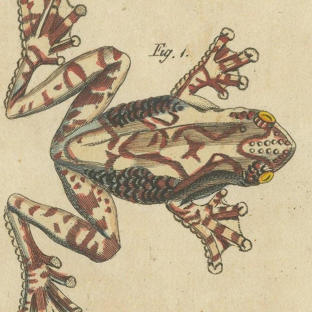 Bertuch, Four Colourful Tree Frogs, 1815, Print For Sale - Image 6 of 12