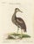 This exquisite hand-colored engraving, titled 'Der Reiher aus der Hudsons-Bay', depicts the Hudson Bay Heron (Ardea...